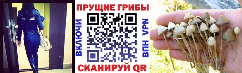 Псилоцибиновые грибы прущие грибы  Волжск 